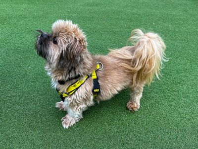 Cowboy | Shih Tzu | Canterbury - 2