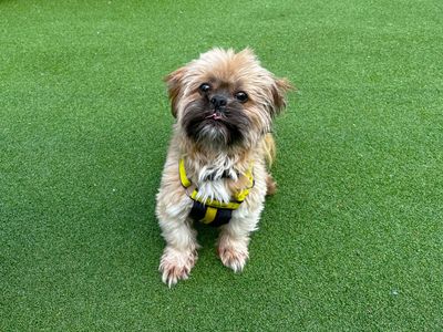 Cowboy | Shih Tzu | Canterbury - 3