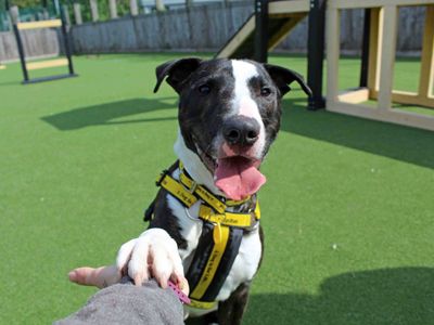 Star | Terrier (Bull) Cross | Glasgow - 5