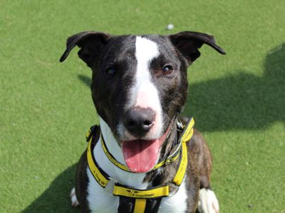Star | Terrier (Bull) Cross | Glasgow - 5