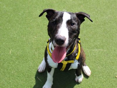 Star | Terrier (Bull) Cross | Glasgow - 3