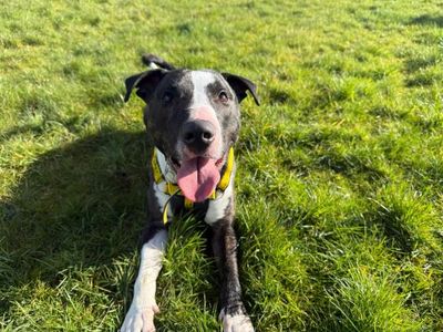 Star | Terrier (Bull) Cross | Glasgow - 3