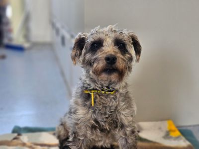Belle | Crossbreed | Evesham (Worcestershire) - 3