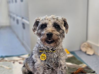 Belle | Crossbreed | Evesham (Worcestershire) - 5