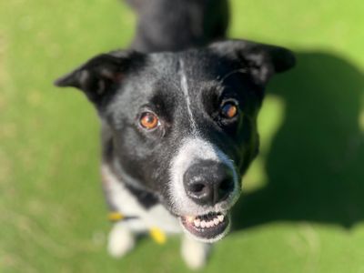 Pretzel | Collie (Border) | Shoreham (Sussex) - 3
