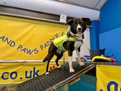 Pretzel | Collie (Border) | Shoreham (Sussex) - 5