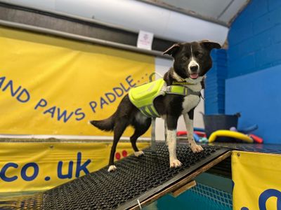 Pretzel | Collie (Border) | Shoreham (Sussex) - 3