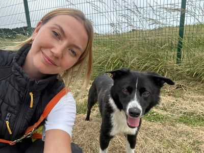 Pretzel | Collie (Border) | Shoreham (Sussex) - 3