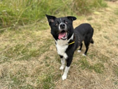 Pretzel | Collie (Border) | Shoreham (Sussex) - 5