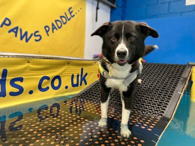 Pretzel | Collie (Border) | Shoreham (Sussex) - 5