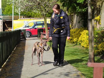 Ava | Lurcher | Manchester - 1