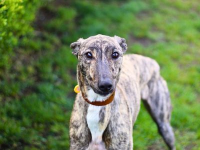 Ava | Lurcher | Manchester