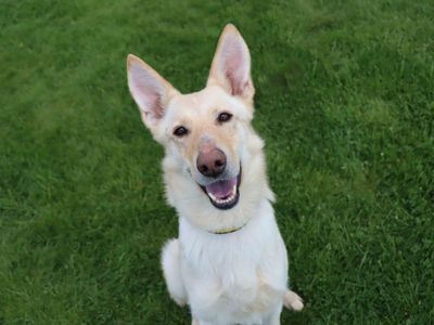Vicki | German Shepherd Dog | Darlington - 3
