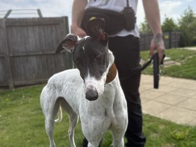 Diamond | Greyhound | Basildon (Essex) - 5