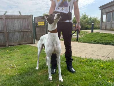 Diamond | Greyhound | Basildon (Essex) - 3