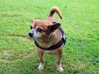 Chico | Chihuahua (Smooth Coat) | Merseyside (Liverpool) - 3
