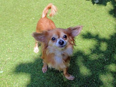 Bella | Chihuahua (Long Coat) | Merseyside (Liverpool) - 2
