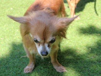 Bella | Chihuahua (Long Coat) | Merseyside (Liverpool) - 3