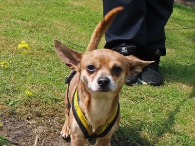 Nico | Chihuahua (Long Coat) | Merseyside (Liverpool) - 3