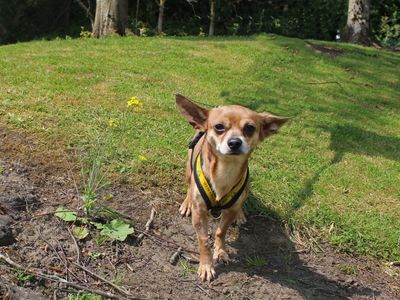 Nico | Chihuahua (Long Coat) | Merseyside (Liverpool) - 2