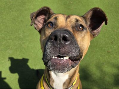 Lola | Boxer Cross | Shrewsbury (Shropshire) - 3