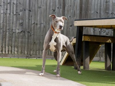 Gus | Lurcher | Evesham (Worcestershire) - 5