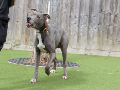 Gus | Lurcher | Evesham (Worcestershire) - 3
