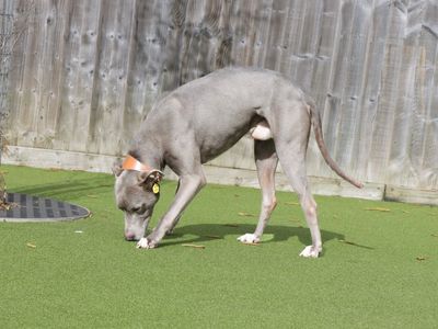 Gus | Lurcher | Evesham (Worcestershire) - 5