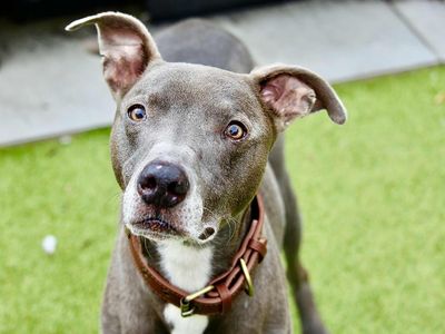 Gus | Lurcher | Evesham (Worcestershire) - 3