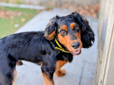 Mustard | Spaniel (Cocker) | Cardiff - 5