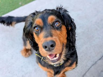 Mustard | Spaniel (Cocker) | Cardiff - 3