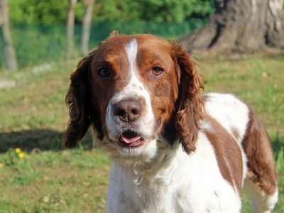 Max | Spaniel (English Springer) | Merseyside (Liverpool) - 1