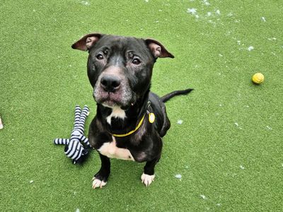 Juice | Terrier (Staffordshire Bull) | Salisbury (Wiltshire) - 3