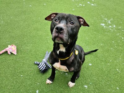 Juice | Terrier (Staffordshire Bull) | Salisbury (Wiltshire) - 2