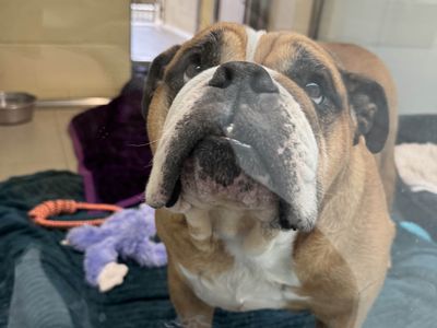 Bertie | Bulldog | Basildon (Essex) - 1