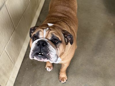 Bertie | Bulldog | Basildon (Essex) - 3