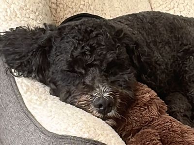 Curly | Spaniel (Cocker) Cross | Shoreham (Sussex) - 5