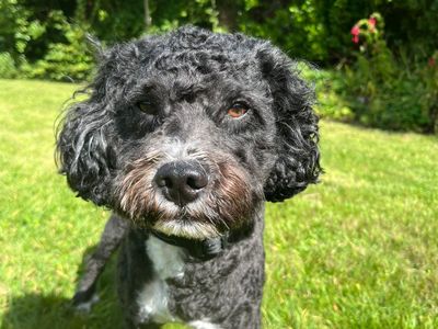 Curly | Spaniel (Cocker) Cross | Shoreham (Sussex) - 3