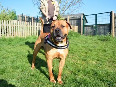 Rocky | Bullmastiff Cross | Harefield West London - 5