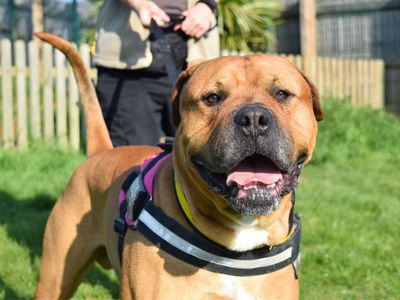 Rocky | Bullmastiff Cross | Harefield West London - 3