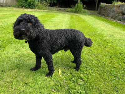 Barney | Spaniel (Cocker) Cross | Newbury (Berkshire) - 5