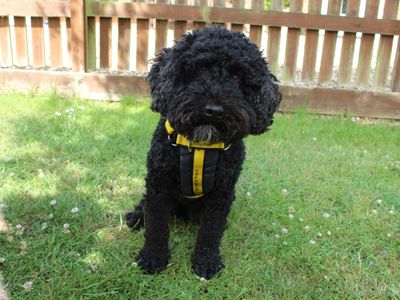Barney | Spaniel (Cocker) Cross | Newbury (Berkshire) - 3