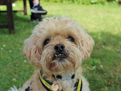 Ralph | Shih Tzu Cross | Newbury (Berkshire) - 3