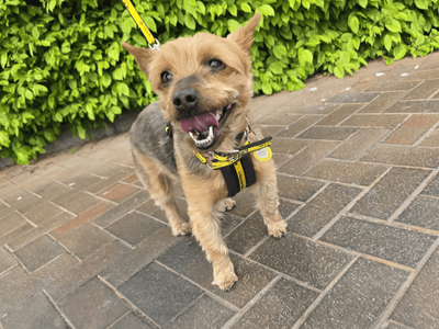 Polly | Terrier (Yorkshire) | Dundee rehoming - 3