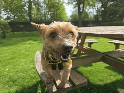 Polly | Terrier (Yorkshire) | Dundee rehoming - 5