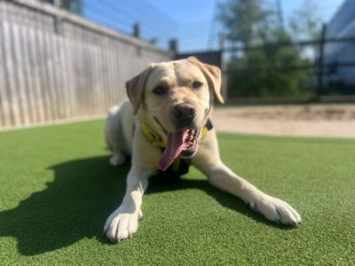 Joey | Retriever (Labrador) | Cardiff - 3