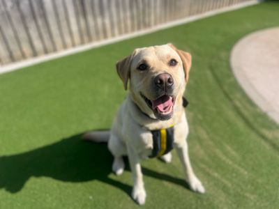 Joey | Retriever (Labrador) | Cardiff - 5