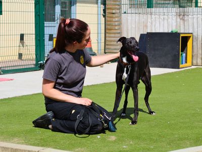 Ozzy | Lurcher Cross | Manchester - 2