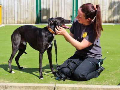 Ozzy | Lurcher Cross | Manchester - 3