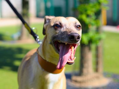 Cosmo | Lurcher Cross | Manchester - 3
